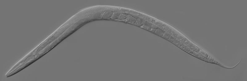 C. Elegans Worm